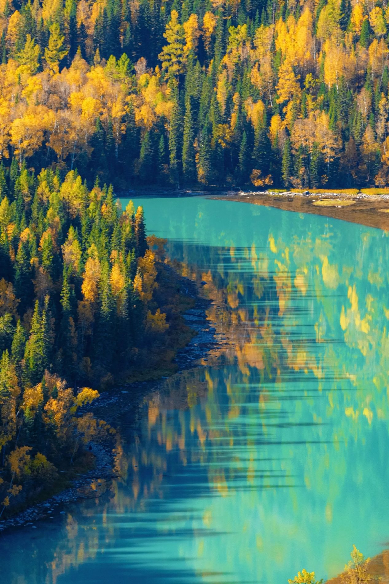 喀纳斯林带风景