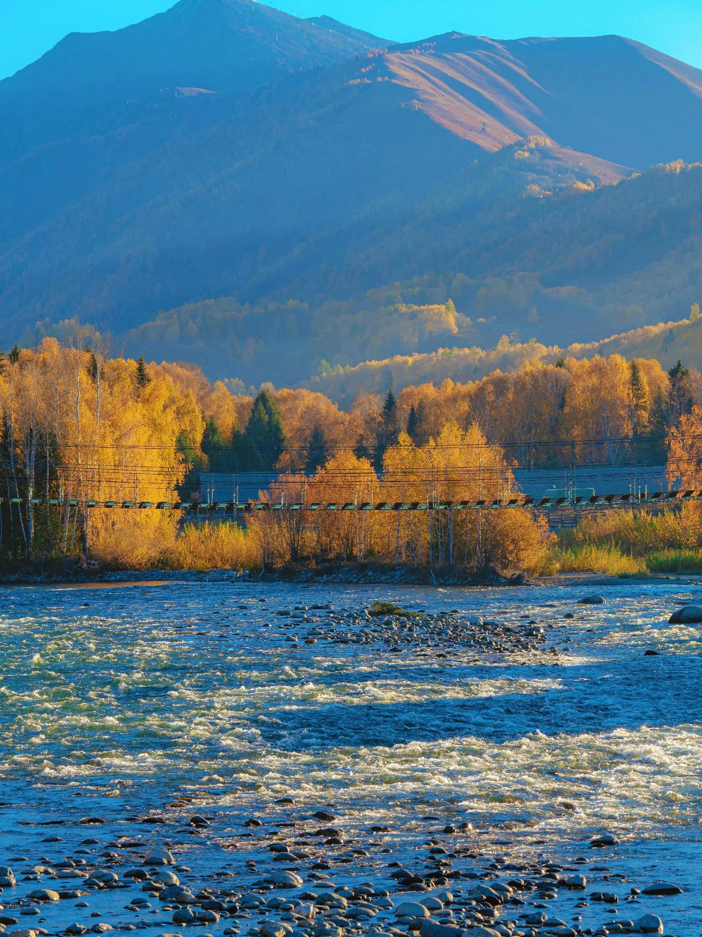 喀纳斯山谷森林风景