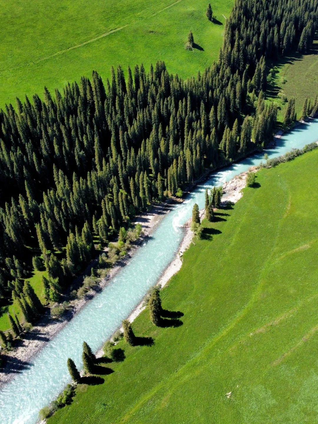 唐布拉喀什河峡谷森林带风景